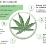 Gli atleti di sport estremi sono i casi migliori per la sperimentazione della cannabis a scopo terapeutico/medico?